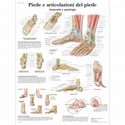 Poster Piede e articolazione del piede
