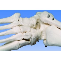 Scheletro classico Stantio