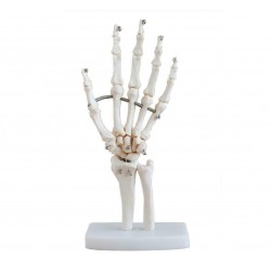 OSSA  DELLA MANO A...